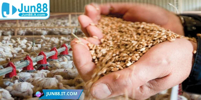 Chọn thực phẩm giàu carbo phù hợp cho chiến kê 