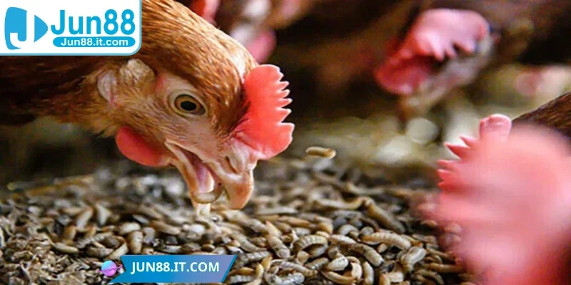 Tìm hiểu về nạp carbo cho gà đá là gì