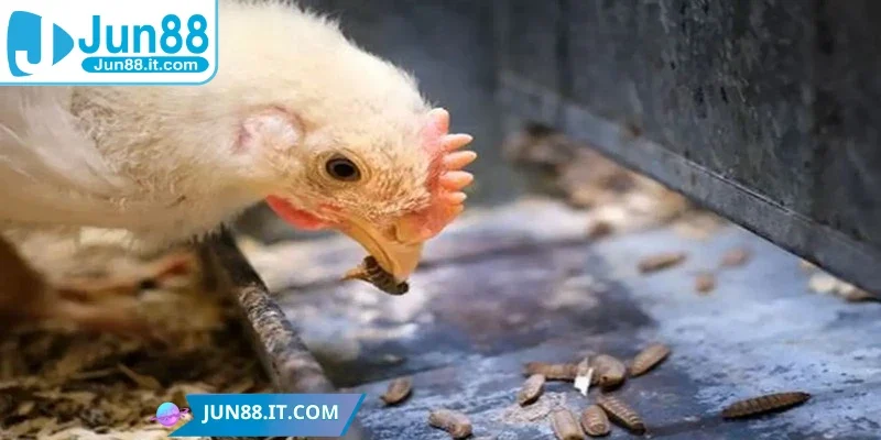 Tại sao cần biết về cách nạp carbo cho gà đá