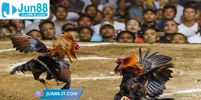 Không khí thi đấu cuồng nhiệt từ khán đài xuống tận sàn đấu