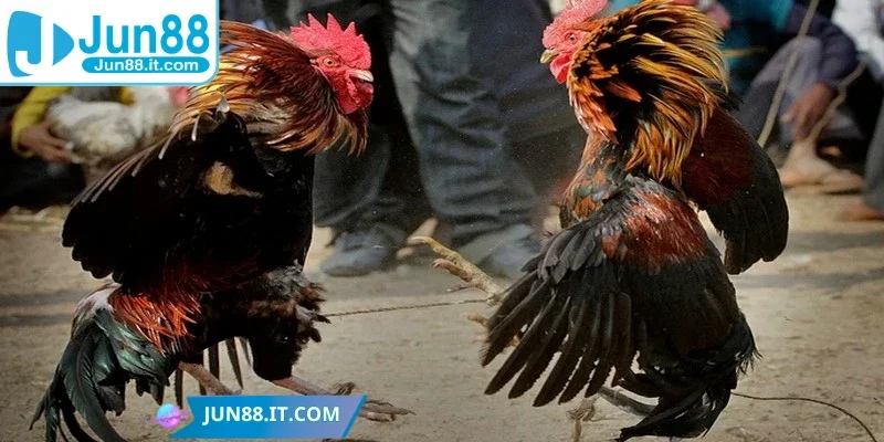 Nghiên cứu kỹ về chiến kê trước khi đưa ra quyết định đặt cược